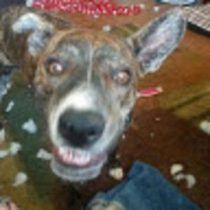 Meet your Posher, Cheyenne